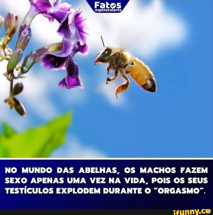 NO MUNDO DAS ABELHAS, OS MACHOS FAZEM SEXO APENAS UMA VEZ NA VIDA, POIS OS SEUS TESTÍCULOS EXPLODEM DURANTE "ORGASMO".
