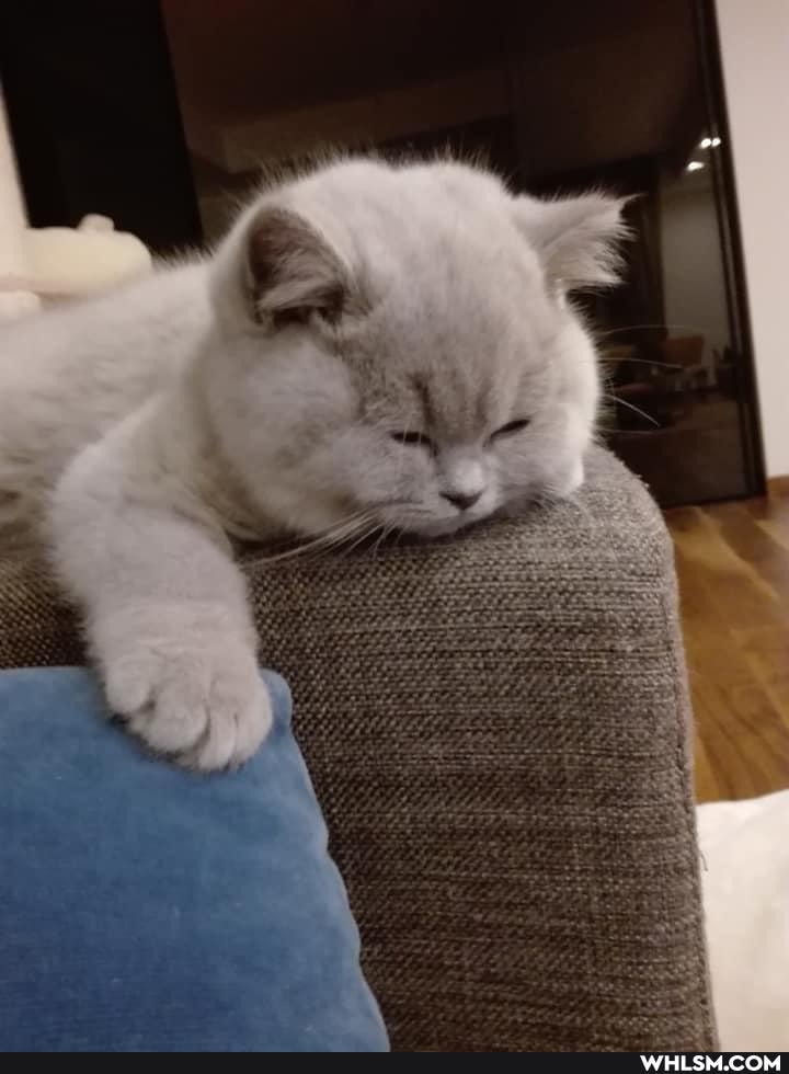 cats, puppy, caturday