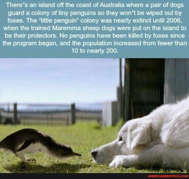 There's an island off the coast of Australia where pair of dogs guard a colony af tiny penguins so they won'l be wiped out by foxes. The 'little penguin' eclony was nearly extinct until 2006,
when the trained Maremma sheep dogs were put on {he island to
be their protectors. No penguins have been killed by foxes sines
the pregram began, and the population increased from fewer than
10 lo nearly 200.