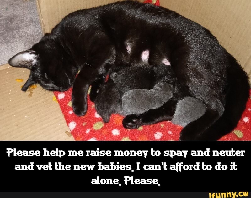 da:
Please help me raise money to sp spay and neuter and vet the new babies, I can't afford to do it alone, Please, - Please help me raise money to spay and neuter and vet the new babies. I can't afford to do it alone. Please.