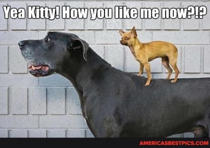 Yea Kitty! How you like ne