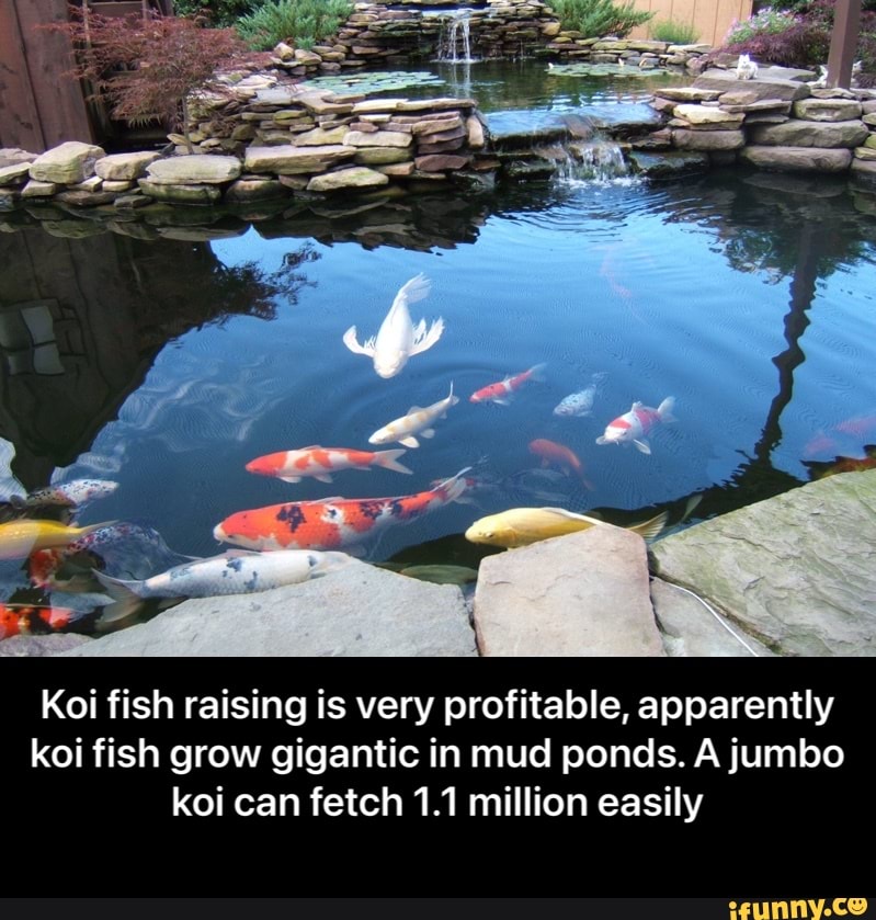 Koi fish raising is very profitable, apparently koi fish grow gigantic