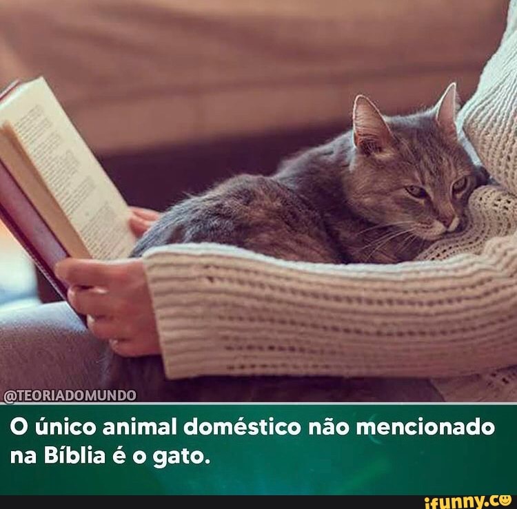 (QIEORIADOMUNDO
O único animal doméstico não mencionado na Bíblia é o gato.