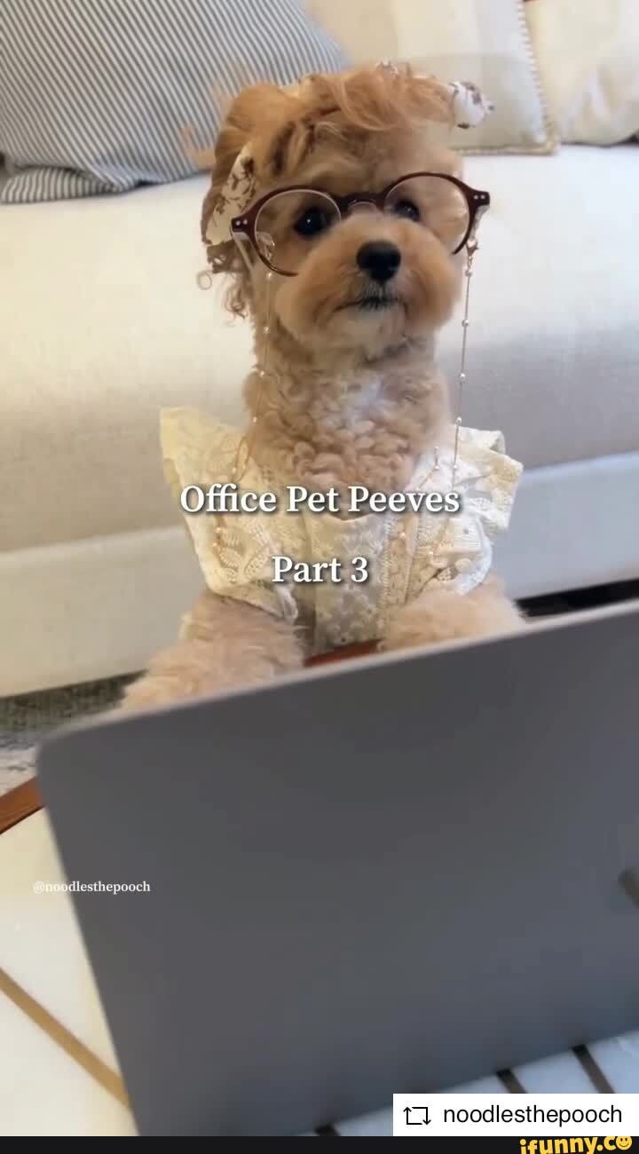 Noodlesthepooch memes. Best Collection of funny Noodlesthepooch