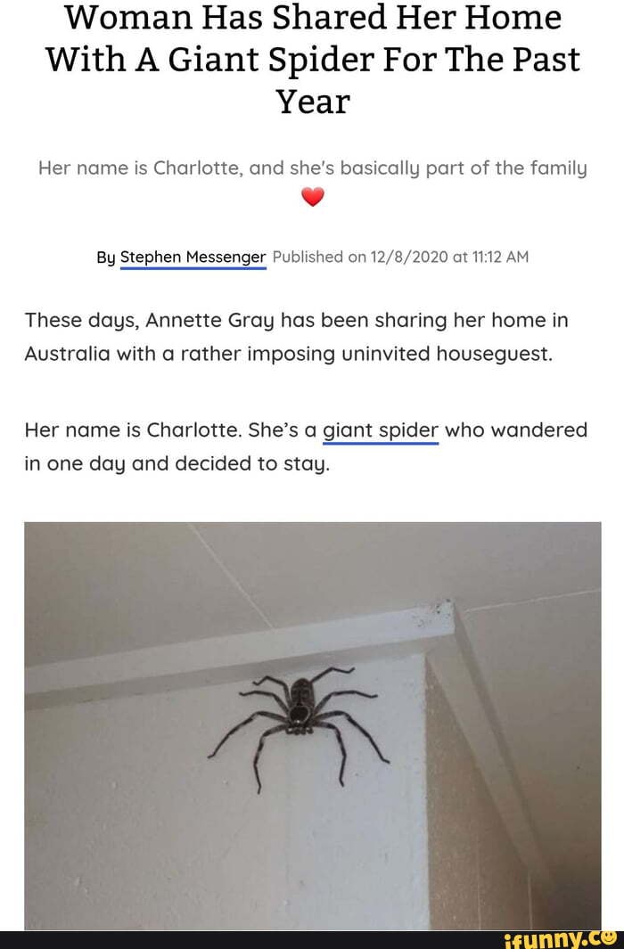 Australian Family had Giant Spider as a Roommate for a Year And They Share  Their Thoughts » TwistedSifter