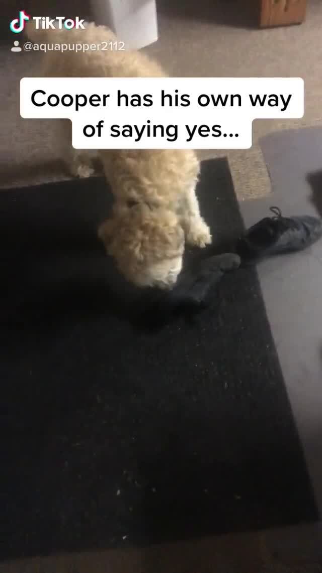 TikTok
Cooper has his own way of saying yes...