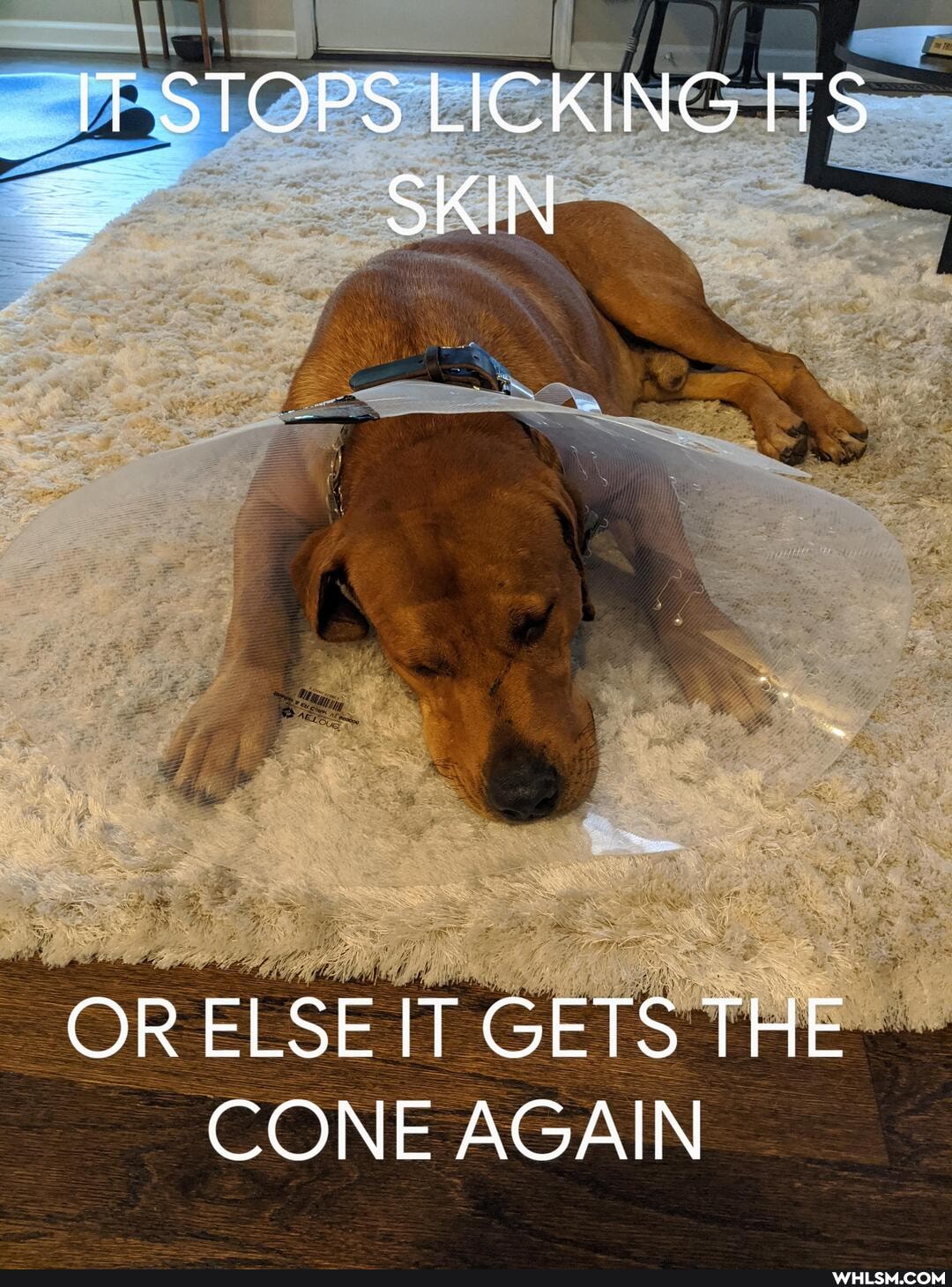 IT STOPS LICKING ITS SKIN
OR ELSE IT GETS THE CONE AGAIN