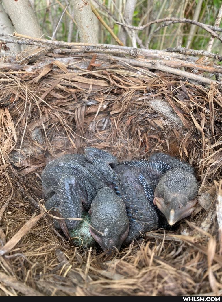 baby_animals, bird, crow, baby_bird
