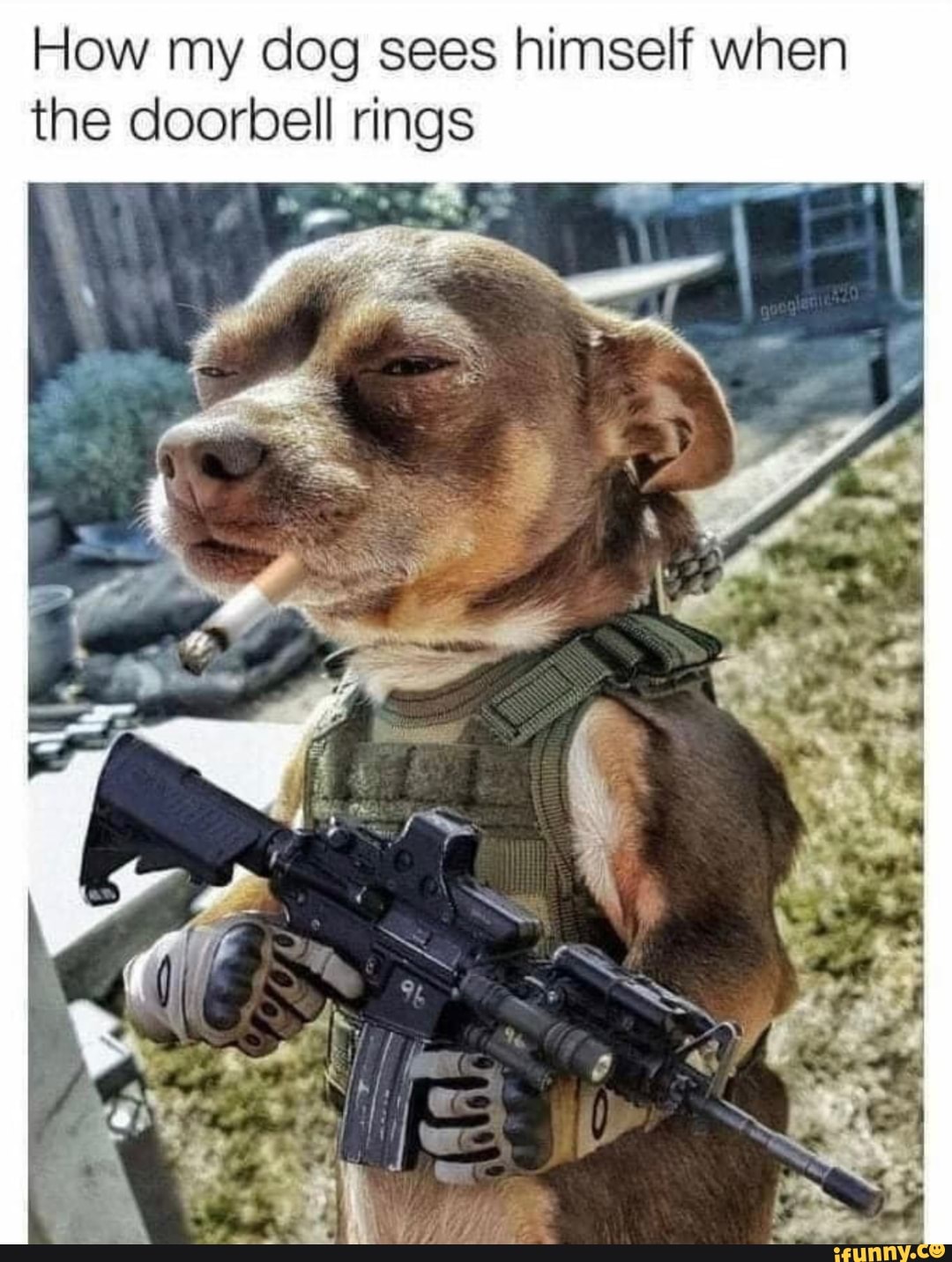 How my dog sees himself when the doorbell rings
af