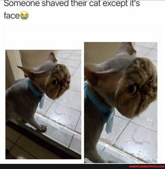 SOMEONE snaved their cat except its face
