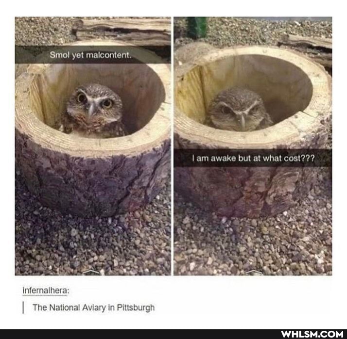Infernalhera
but at
The National Aviary in Pittsburgh