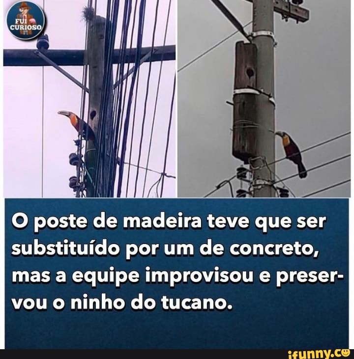 IÁ O poste de madeira teve que ser substituído por um de concreto, mas a equipe improvisou e preser- vou o ninho do tucano.