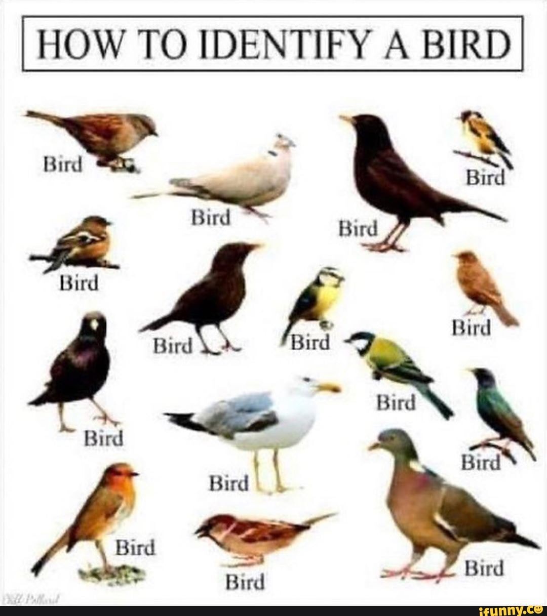 HOW TO IDENTIFY A BIRD
Bird Bind
Bird Bird
Bird
Bird Bird z,
Bird
Bird
Bird
Bird
Bird Bird
Bird
Bird Bird