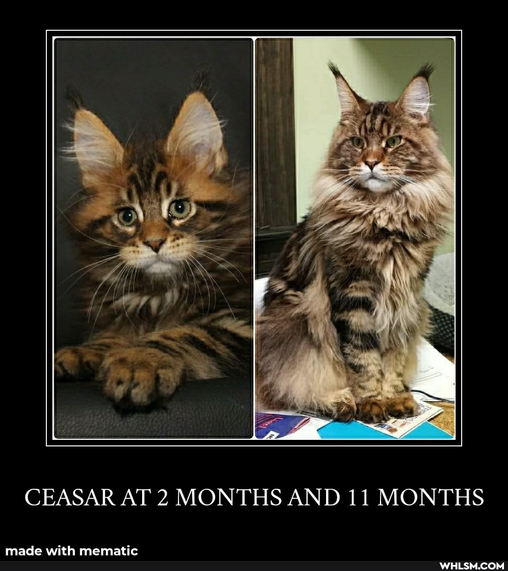 AN
CEASAR AT 2 MONT
HS AND 11 MONT
HS