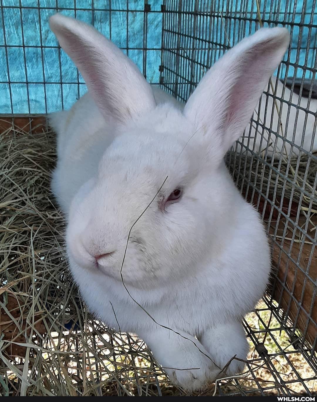 bunny, baby_animals, fluffy, rabbit, bunbun
