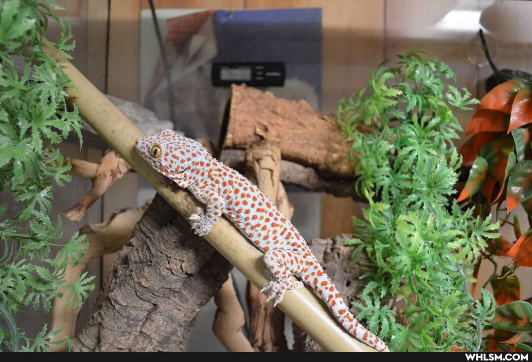 tokaygecko, baby_animals, pets, gecko