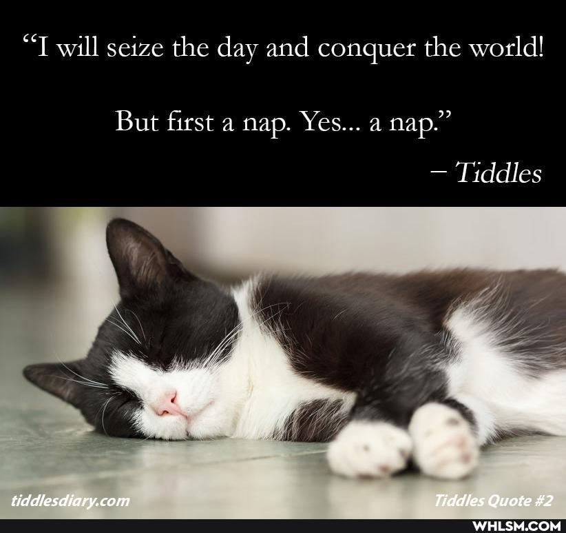 "T will seize the day and conquer the world!
But first a nap. Yes... a nap."
- Tiddles
cam Ouate
