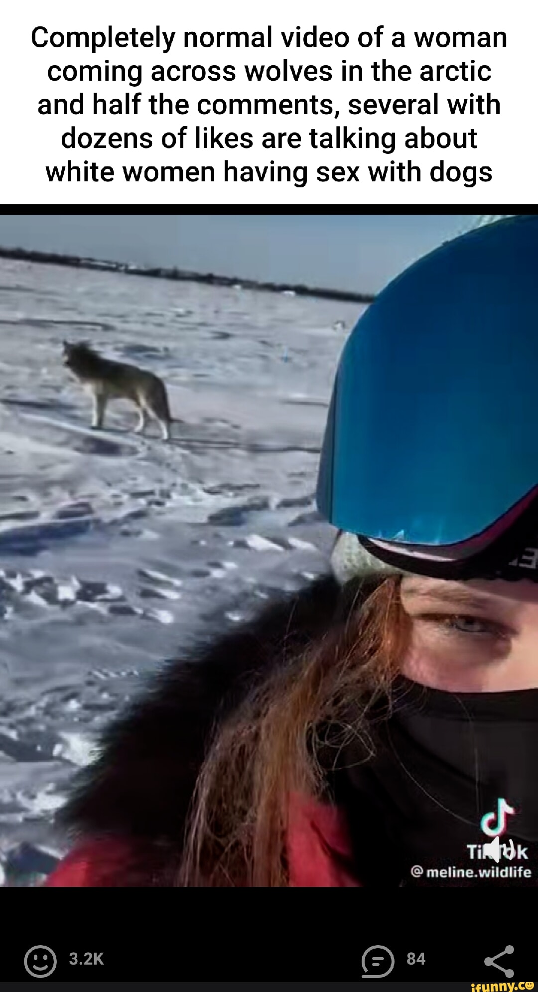 Completely normal video of a woman coming across wolves in the arctic and half the comments, pic
