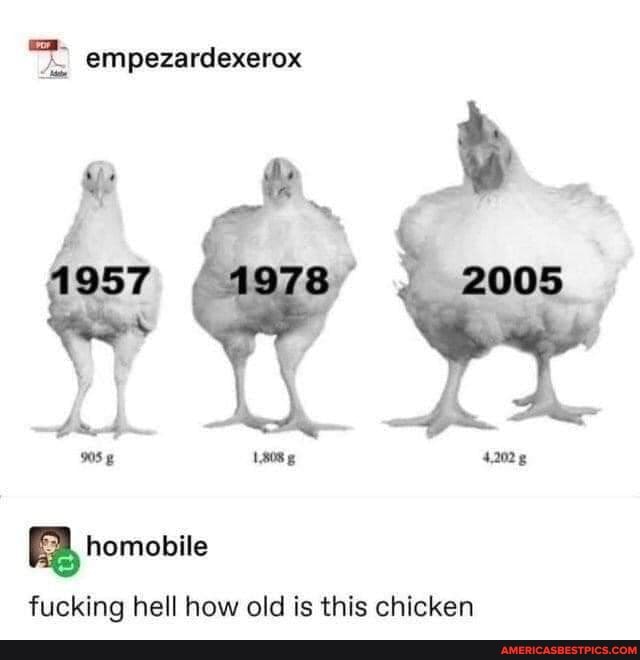 empezardexerox
2008
homobile
fucking hell how old is this chicken
