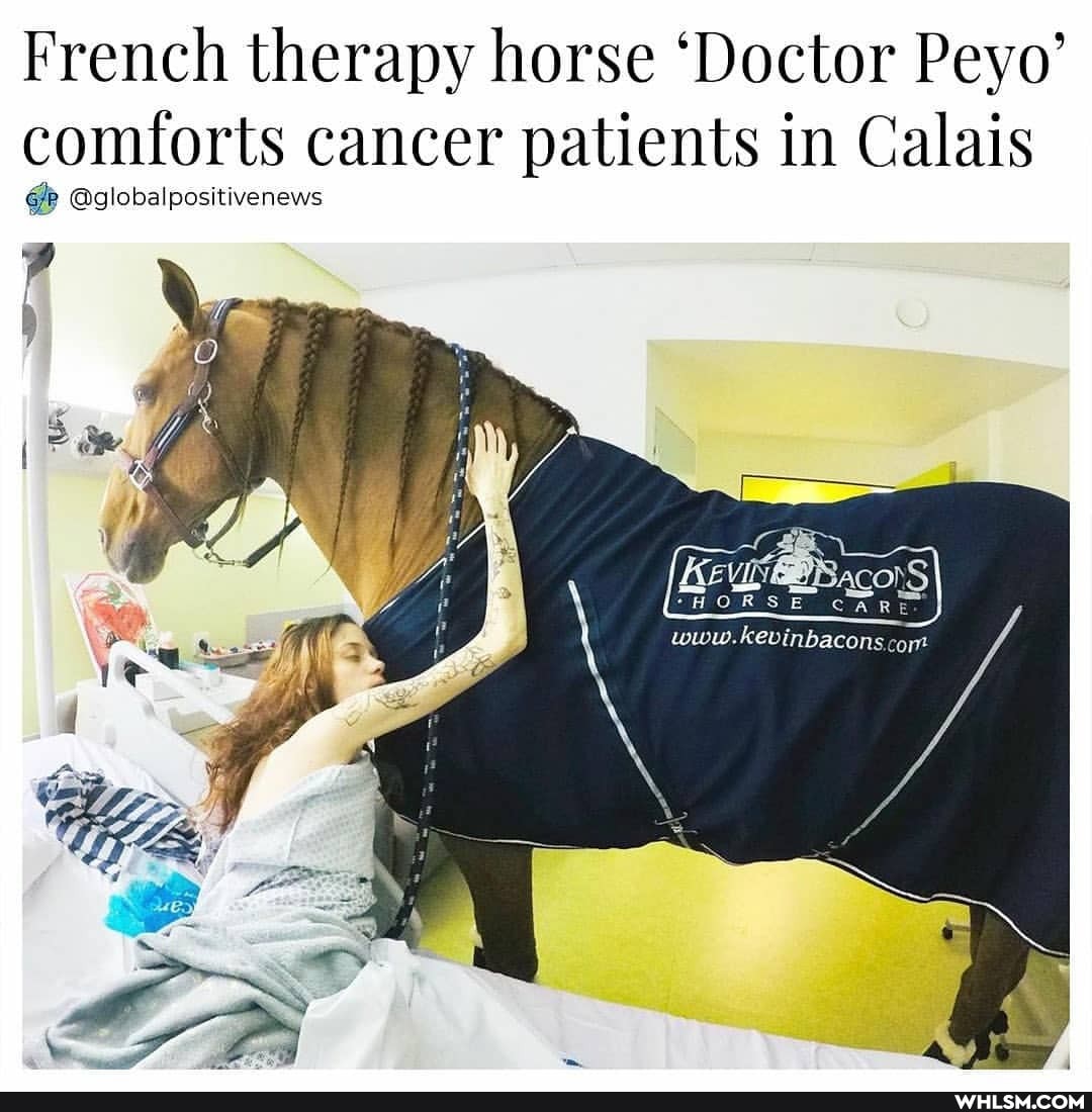 French therapy horse 'Doctor Peyo' comforts cancer patients in Calais
@globalpositivenews