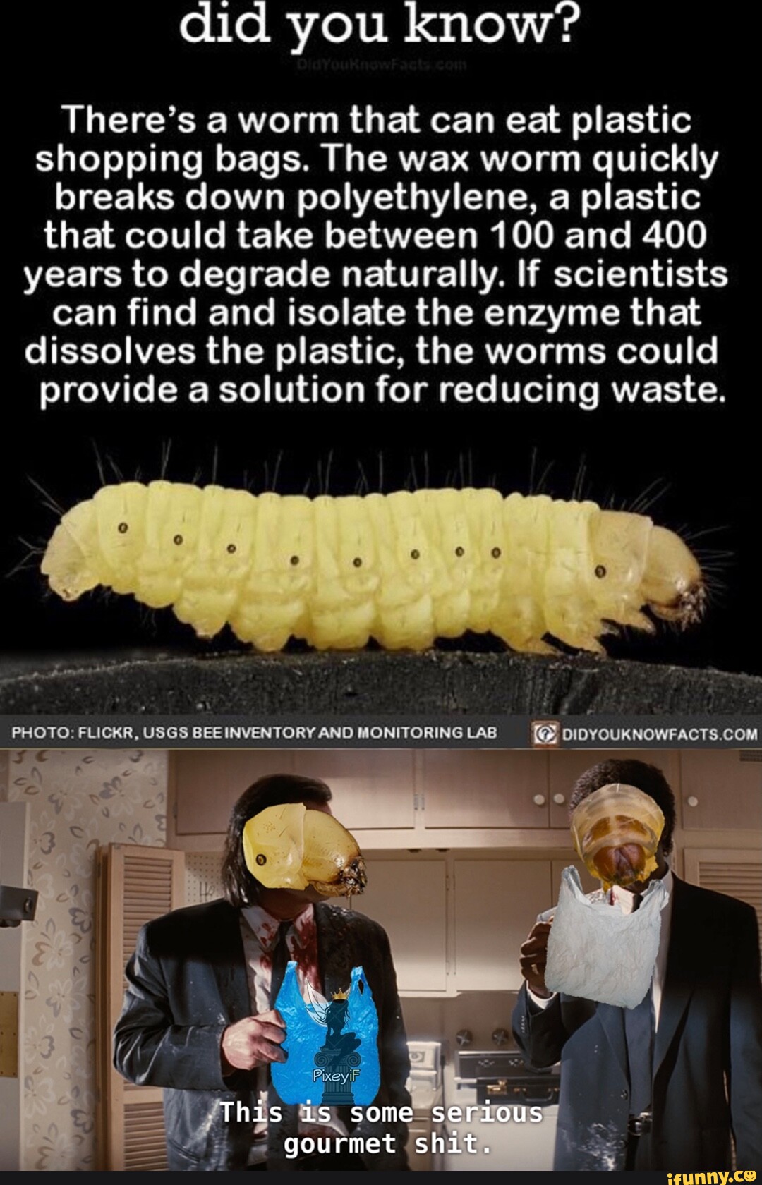 Did you know'? There's a worm that can eat plastic shopping bags. The wax  worm quickly