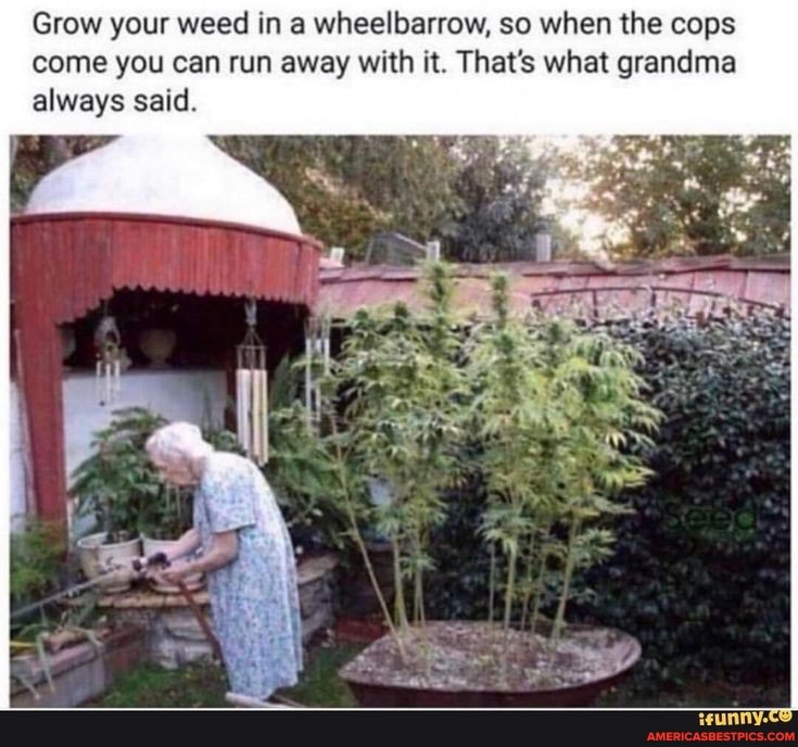 Grow your weed in a wheelbarrow, so when the cops come you can run away with it. That's what grandma always said.