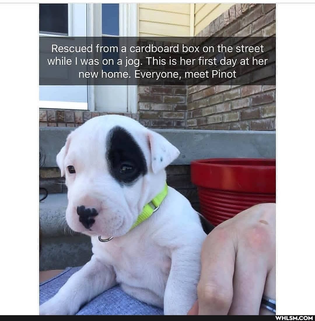 Rescued from cardboard box on the street.
while was on jog. This is her first day at her new home. Everyone, meet Pinot