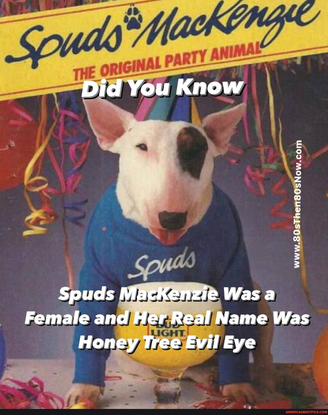 Did You Know Spuds Mackenzie Was A Female And Her Real Name Was Honey 