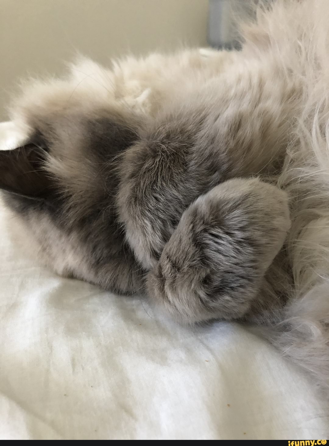 cute, cat, animals