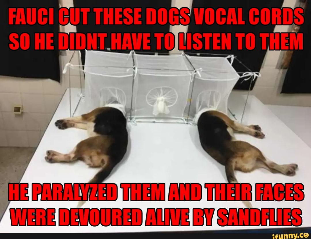 Can You Get A Dog Vocal Cords Clipped