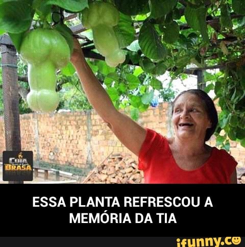 ESSA PLANTA REFRESCOU A
MEMORIA DA TIA - ESSA PLANTA REFRESCOU A MEMÓRIA DA TIA