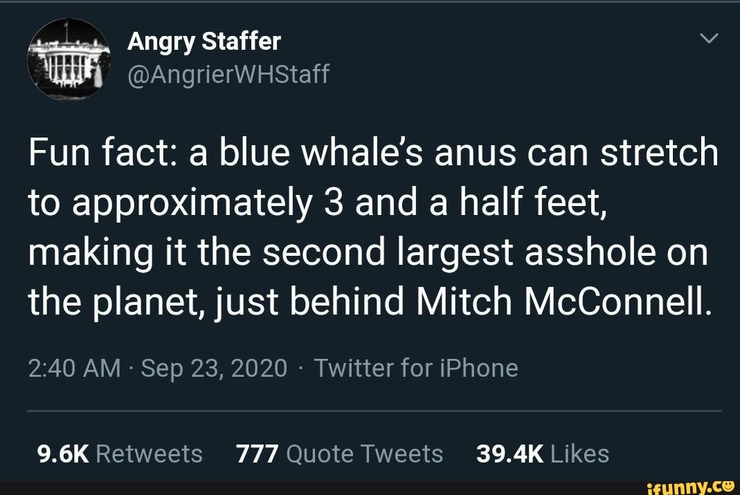 Angry Staffer Fun fact: a blue whale's anus can stretch to