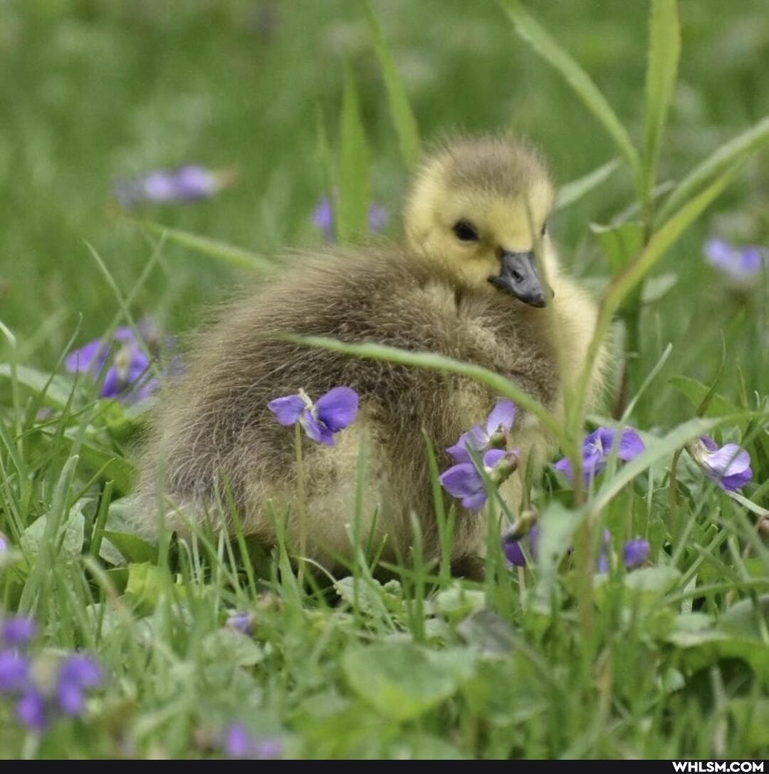 birds, baby_animals, photography, wildlife