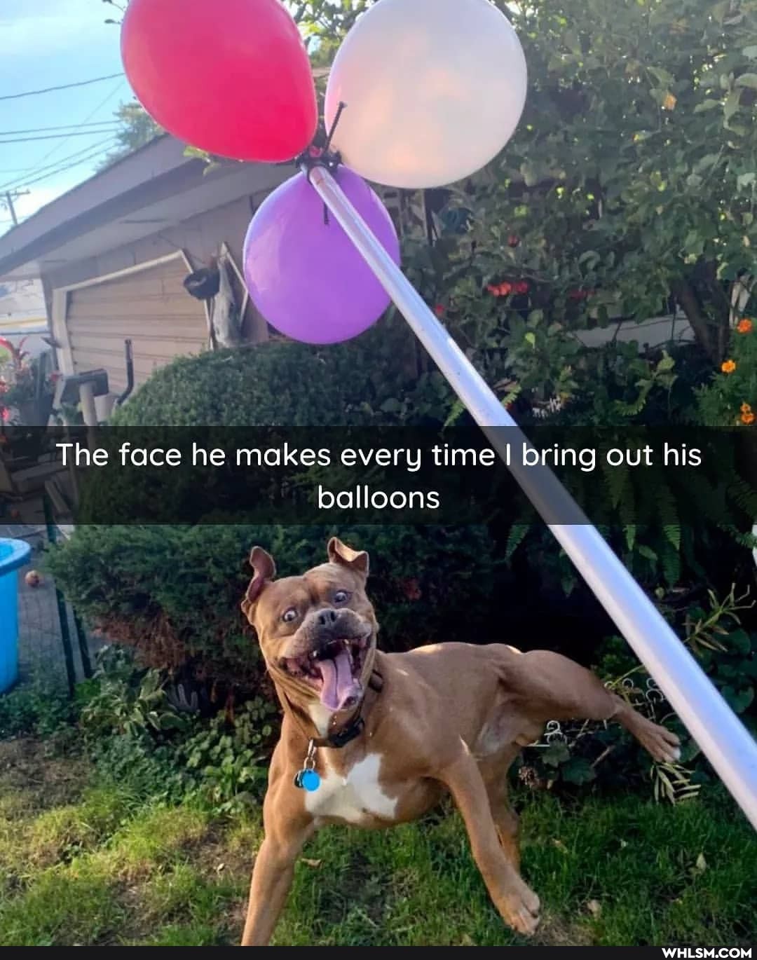 The face he makes every time I bring out his balloons