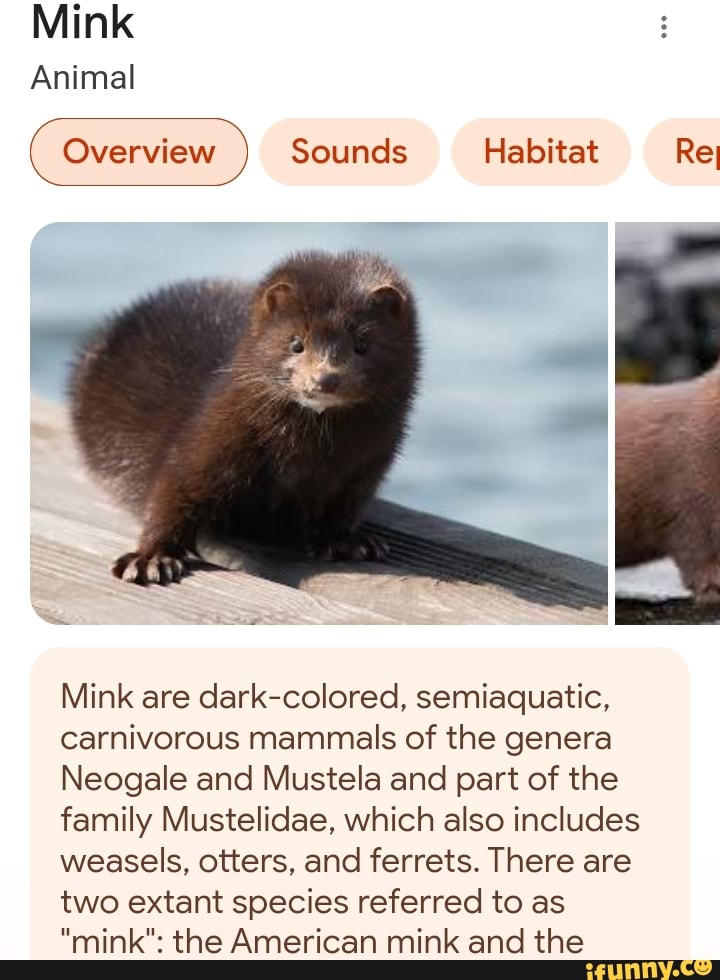 Mink Animal Overview Sounds Habitat Re Mink are dark-colored, semiaquatic,  carnivorous mammals of the genera