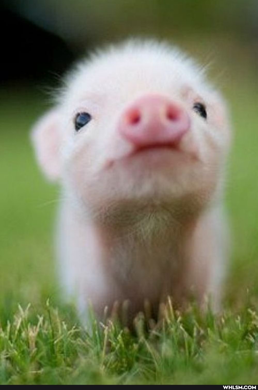 baby, adorable, baby_animals, pigs