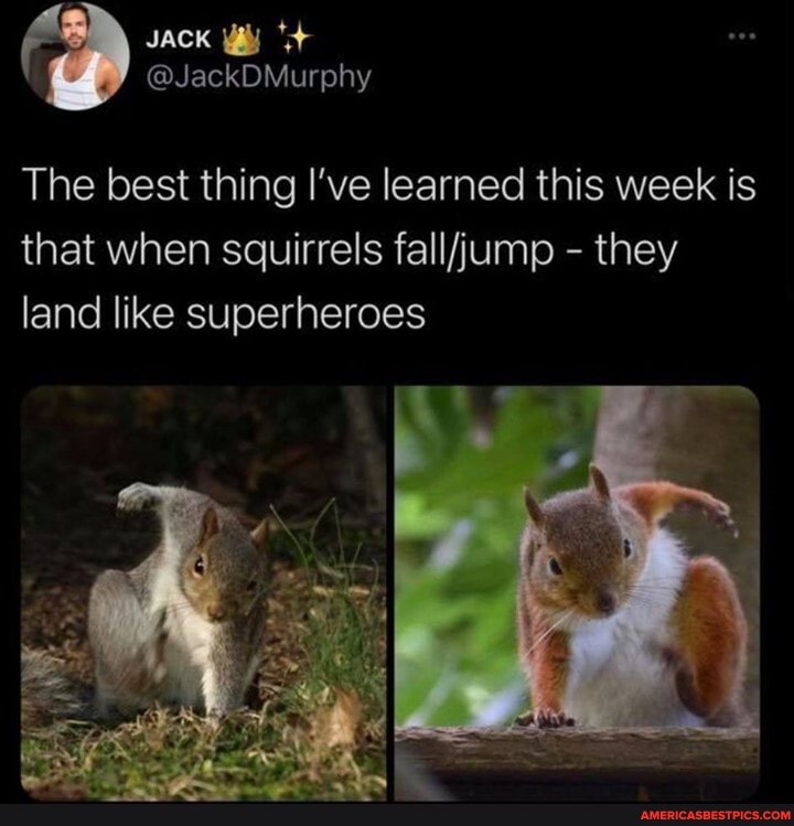 @JackDMurphy
The best thing I've learned this week is that when squirrels - they land like superheroes