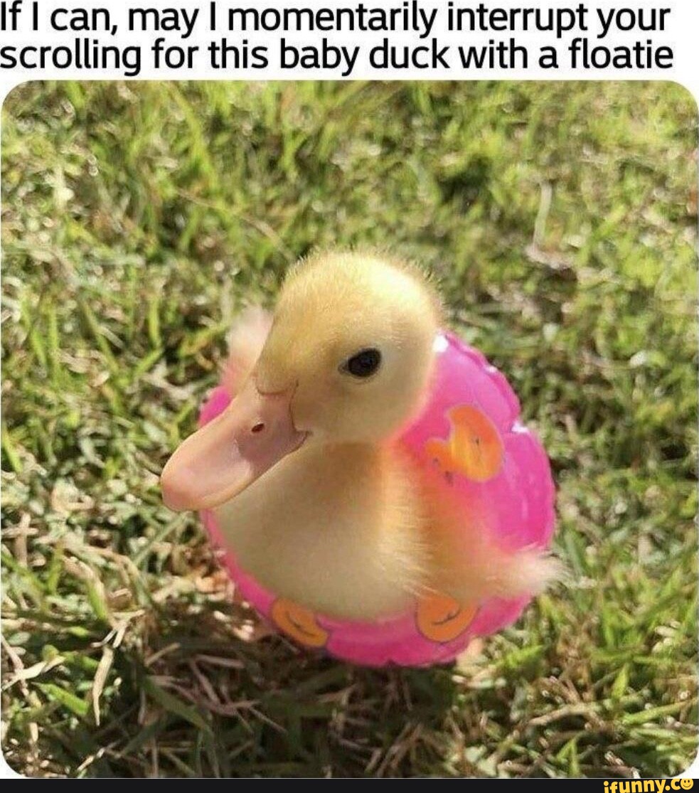 Floatie memes. Best Collection of funny Floatie pictures on iFunny
