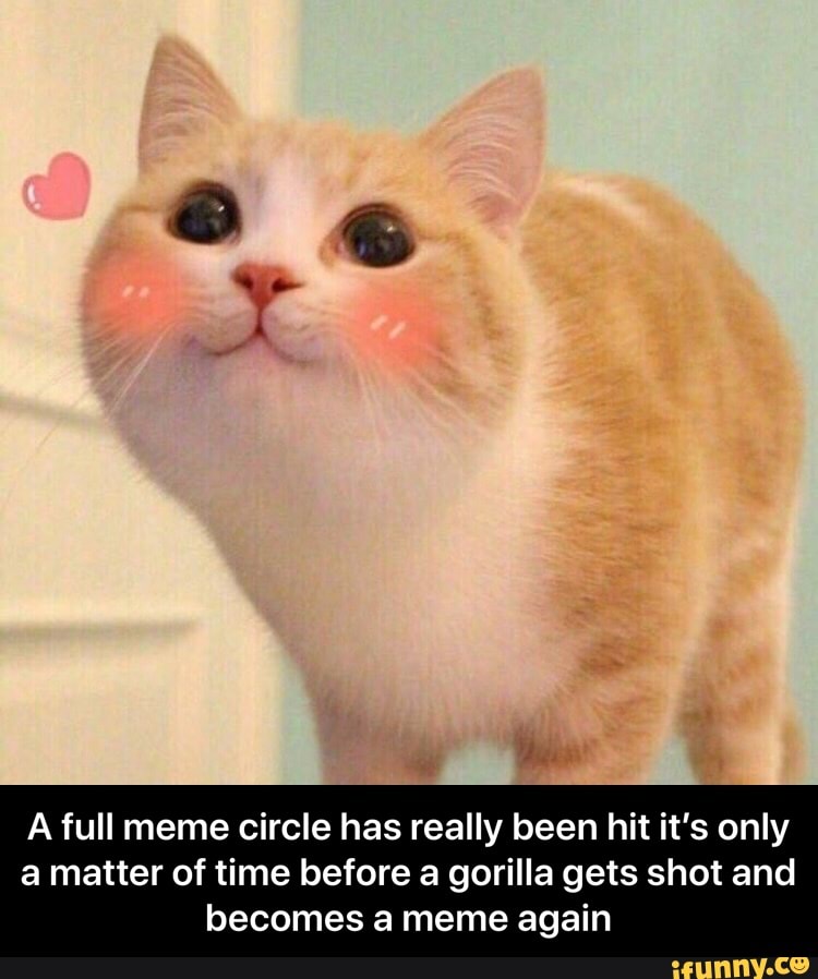 A full meme circle has really been hit it's only
a matter of time before a gorilla gets shot and
becomes a meme again - A full meme circle has really been hit it’s only a matter of time before a gorilla gets shot and becomes a meme again