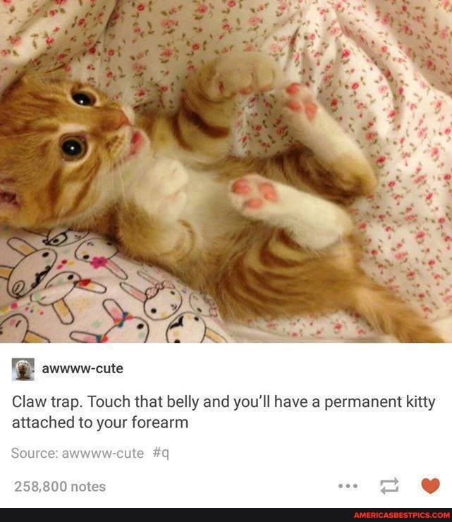 Claw trap. Touch that belly and you'll have a permanent kitty attached to your forearm
Source: awwww-cute #q
258,800 notes