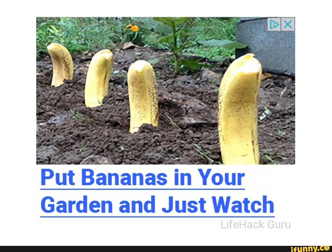 Put Bananas in Your Garden and Just Watch LifeHack Guru iFunny
