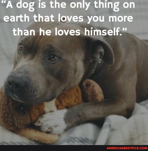 Dog Is the only thing on earth that loves you more than he loves ...