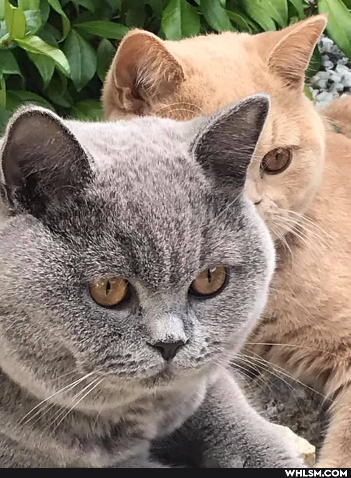 cats, cute_animal, caturday