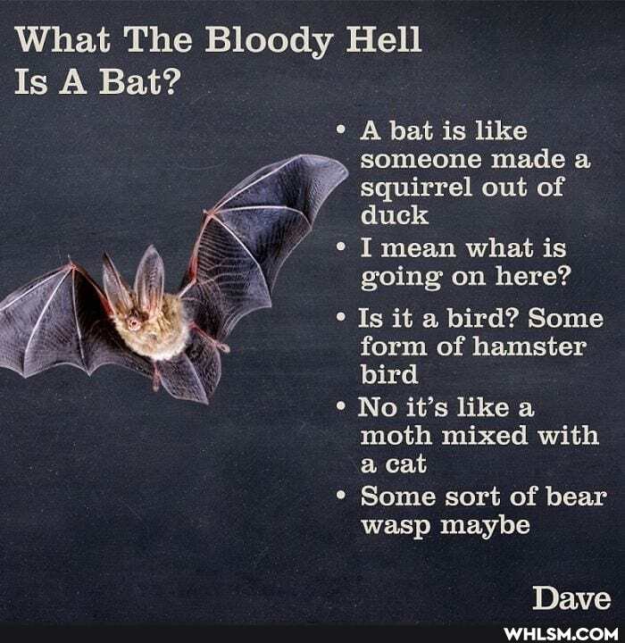 What The Bloody Hell
Is A Bat?
A bat is like
SOMeone made a
squirrel out of
duck
I mean what is going on here?
Is it a bird? Some form of hamster bird
No it's like a moth mixed with a cat
Some sort of bear
wasp maybe
Nave