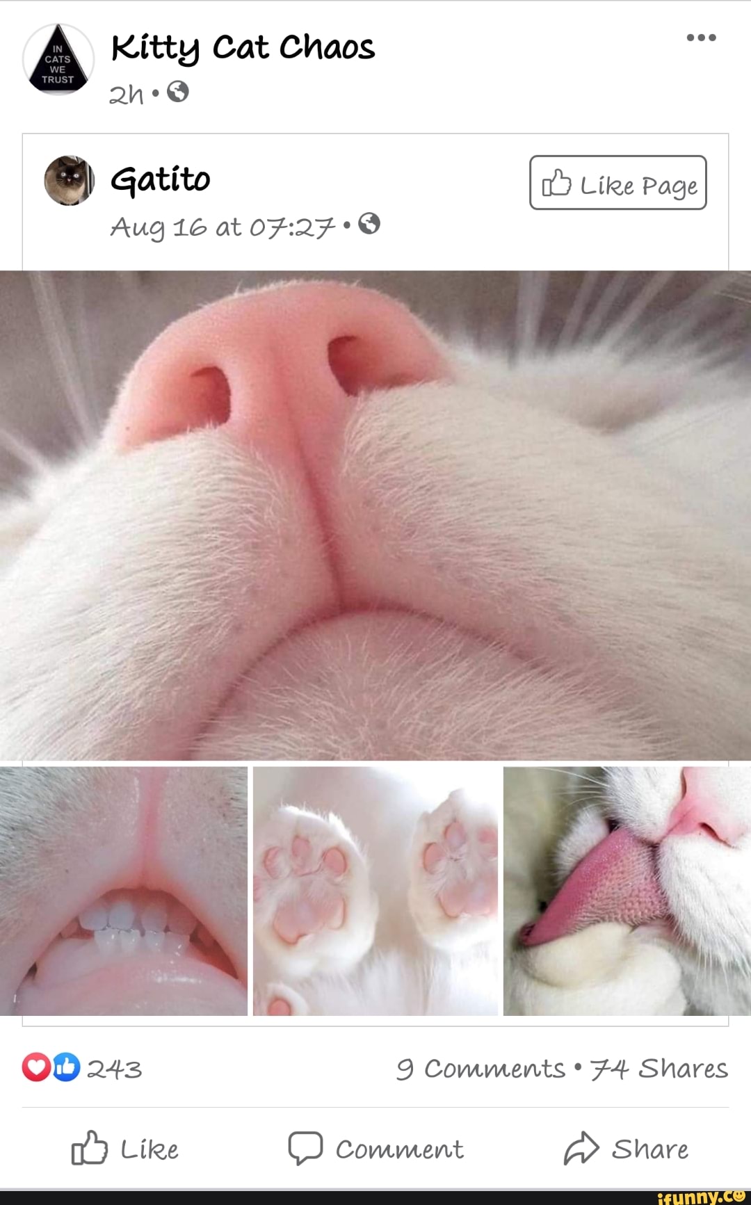 Kitty Cat Chaos
Page
TRUST ah
Gatito
Aug 16 at
OD 243 Comments Shares
Like OO Comment Share