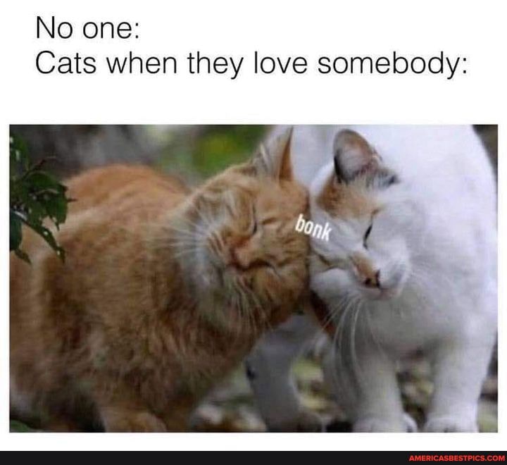 No one:
Cats when they love somebody: