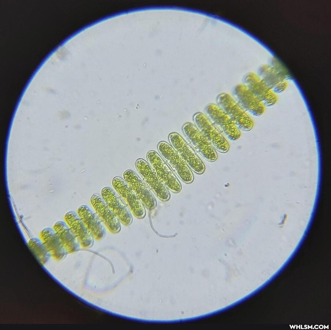 interesting, science, nature, woooo