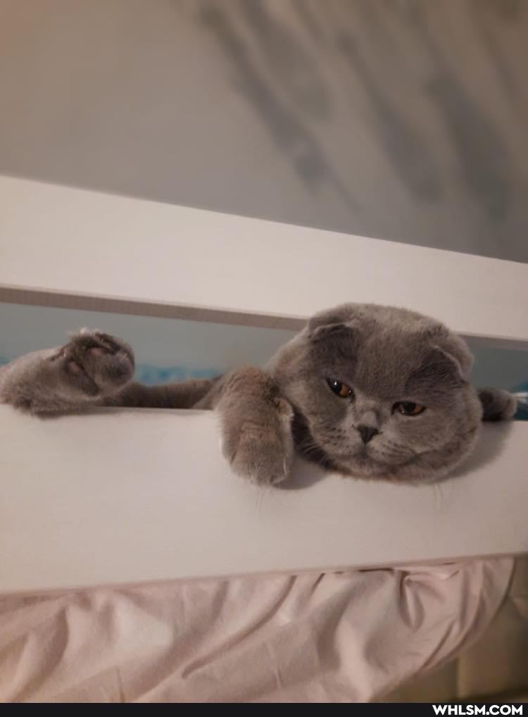 cats, cat, pets, caturday