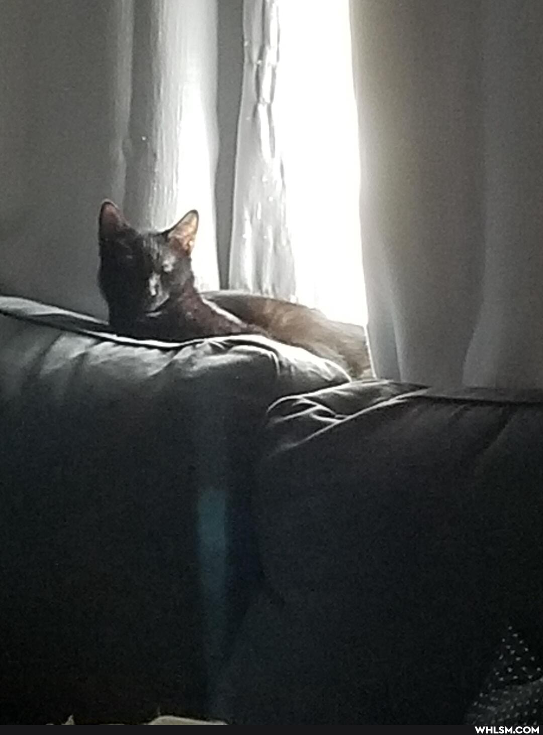 cat, aww, kitten