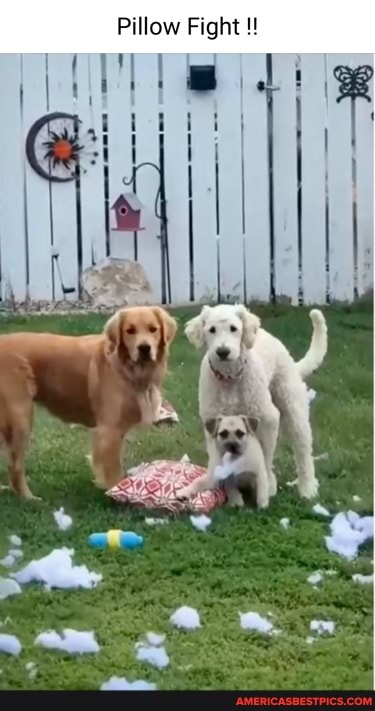 Pillow Fight